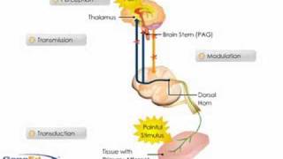 Pain Perception [upl. by Enileme]