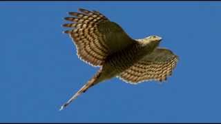 Sparrowhawk Bird Call Bird Song [upl. by Lauber]