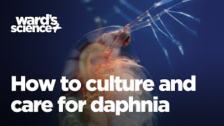 Caring and Culturing for Daphnia [upl. by Ennaharas]