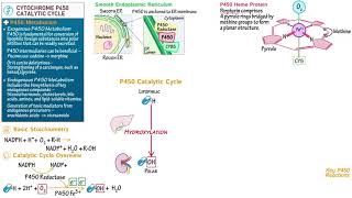 Cytochrome P450 Catalytic Cycle [upl. by Orlosky]