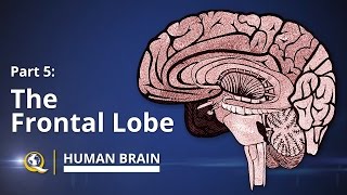 Frontal Lobe  Human Brain Series  Part 5 [upl. by Malarkey]