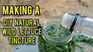 Making a DIY Wild Lettuce Tincture  Anns Tiny Life [upl. by Yelbmik]