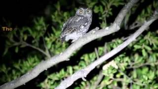 Western Screech Owl [upl. by Eenahpets680]