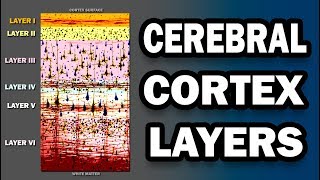 Cerebral Cortex Layers [upl. by Akehsat]