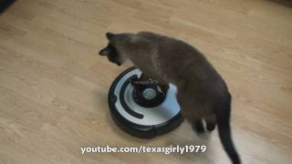 Cat shows HOW TO use iRobot Roomba Vacuum [upl. by Marcie]