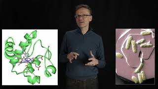 Lecture 07 concept 19 Cytochrome C [upl. by Gudrun]