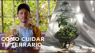 Cómo cuidar tu terrario luz mantenimiento y agua [upl. by Eliath671]