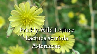 Meet Prickly Wild Lettuce What’s the real deal on this “Wild Opium Lettuce” Learn to ID amp Harvest [upl. by Dehsar925]