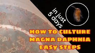 How to Culture Magna Daphnia Easily [upl. by Ttsepmet]