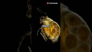 How to culture Daphnia for your Aquarium [upl. by Amaso689]