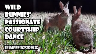 Wild bunnies passionate courtship dance  rabbits cavorting  mating dance sound on [upl. by Palmer]