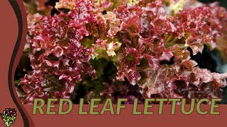 Heres What You Dont Know About RED LEAF LETTUCE Lactuca sativa [upl. by Nwahsek]