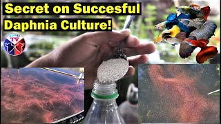 How to Culture Daphnia Successfully [upl. by Nylac989]