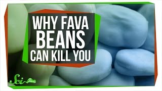 Why Fava Beans Can Kill You [upl. by Annaed]