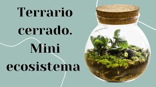 Como hacer un TERRARIO CERRADO  Mini ECOSISTEMA en un recipiente  cuidados y mas [upl. by Heloise]