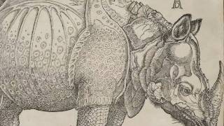 Rhinoceros Albrecht Dürer 1515 [upl. by Eanad]