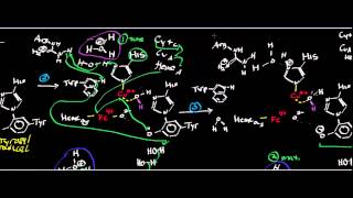 Biochemistry  Mammalian Cytochrome c Oxidase Mechanism [upl. by Anegal]