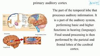 primary auditory cortex [upl. by Wilsey]