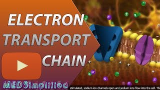 Electron Transport Chain ETC Made Easy [upl. by Tisbe251]