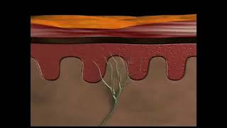 Physiology of nociceptive pain [upl. by Engamrahc523]