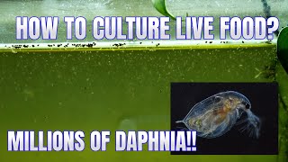 How to Culture Daphnia Secret Method to Breed MILLIONS  Simply Aquatic [upl. by Jereld]