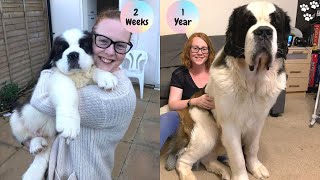 Saint Bernard Puppy growing up Timelapse  St Bernard dog  Saint Bernard Puppy to Adult [upl. by Cand]