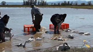 Rocket netting and banding of geese [upl. by Miculek]