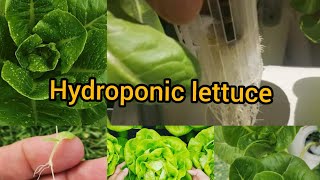 Hydroponic Lettuce For beginner AT Home [upl. by Submuloc8]