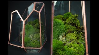 🌿 Mini terrario de musgo  Terrarium DIY [upl. by Notecnirp]