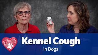 Kennel Cough in Dogs [upl. by Lizzy]