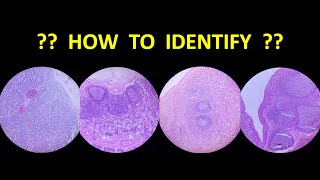 Identification of General Histology Slides [upl. by Sitrik933]