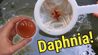 How I Culture Daphnia In Outdoor Tubs [upl. by Marten502]