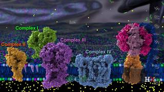 Electron transport chain [upl. by Nednal]