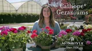 Monrovia  Calliope® Geraniums [upl. by Cello]