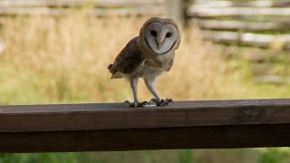 Barn Owl screeching [upl. by Armillas]