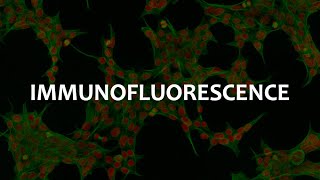 Immunofluorescence IF Immunohistochemistry IHC and Immunocytochemistry ICC [upl. by Eniamej]