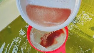 How to culture daphnia  Daphnia culture  How to grow daphnia outdoor [upl. by Aluor]