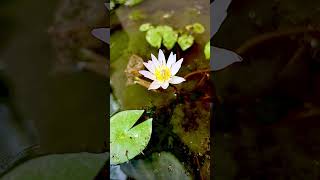 Do You Know About Water Lilies [upl. by Yrad]