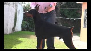 La raza de hoy Doberman [upl. by Fusuy]