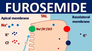 Furosemide  Mechanism side effects interactions and indications [upl. by Mic]