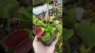 Dionaea muscipula Predator [upl. by Lledal]