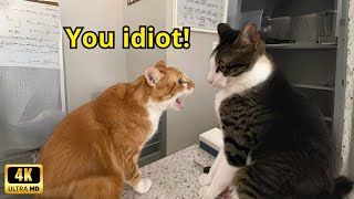 These Cats Speak English Better Than Hooman [upl. by Werdnaed]