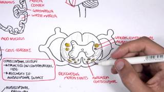 Neurology  Motor Pathways [upl. by Nahtan]