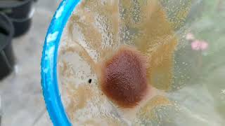 How to culture daphnia moina in a small container Part 1 English Subtitle [upl. by Jovitta]