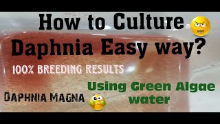 Daphnia MagnaHow to Culture Daphnia Easy wayCulturing Daphnia using Green water Daphnia [upl. by Yesiad756]