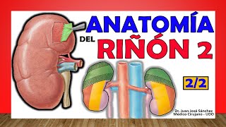 🥇 Anatomía del RIÑÓN 22 ¡Fácil Explicación [upl. by Teresita534]