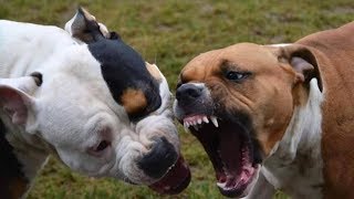 PIT BULL vs ROTTWEILER Real Fight 2017 [upl. by Grant]