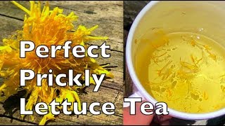 How To Make The Perfect Prickly Wild Lettuce Flower Tea Lactuca Serriola [upl. by Inilam]