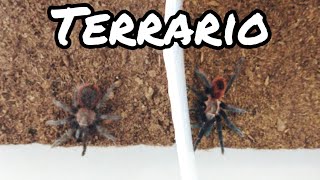 Como hacer Terrario para Tarantulas  Terrarios  Mascotas [upl. by Barbaresi]