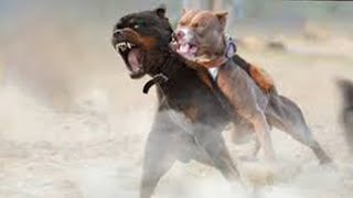 American Pitbull Vs Rottweiler Comparison  Rottweiler vs Pitbull In a Real Fight  PITDOG [upl. by Ilene]